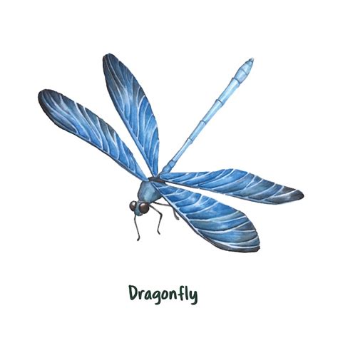 Dragonfly Vectors, Photos and PSD files | Free Download