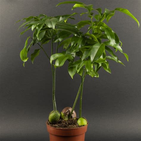 Lucky Bean Indoors (Castanospermum australe) - MyGardenLife