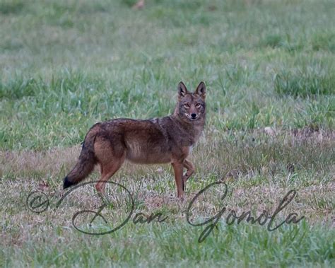 Dan Gomola Wildlife Photography | Encounter With A Brush Wolf