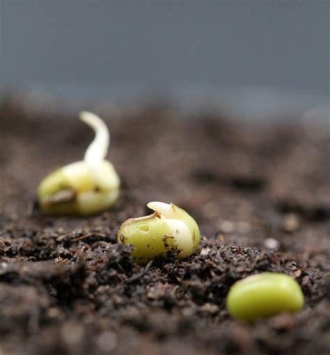 New insights into the earliest events of seed germination