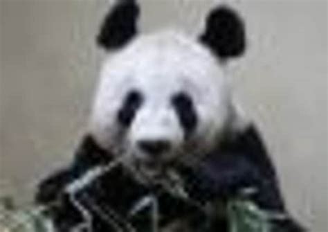 Thoughts move to next Panda mating season as breeding attempts fail