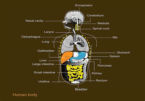 Diagram Of Man's Internal Organs ~ Deer Anatomy & Where To Aim On A ...