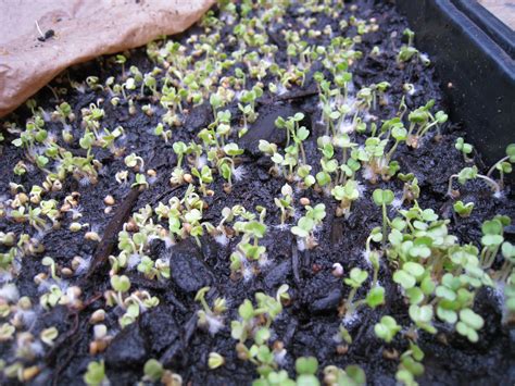 Christina's Garden: arugula microgreens