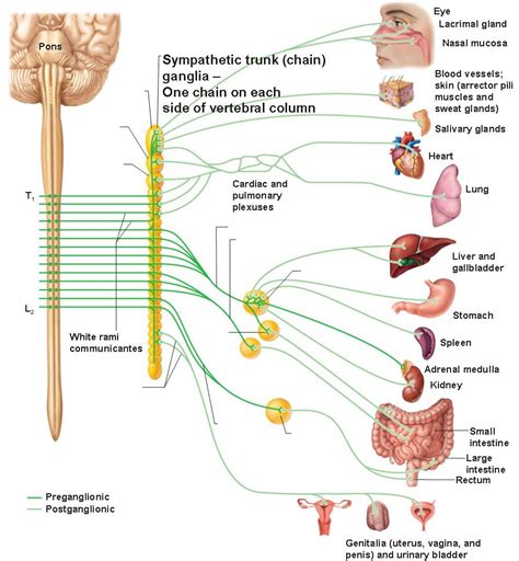 The Autonomic Nervous System