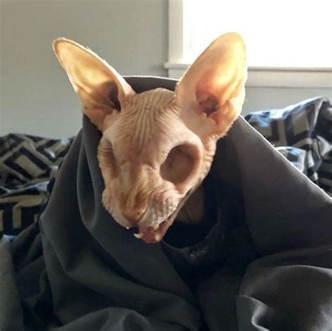 Sphynx cat with no eyes : WTF