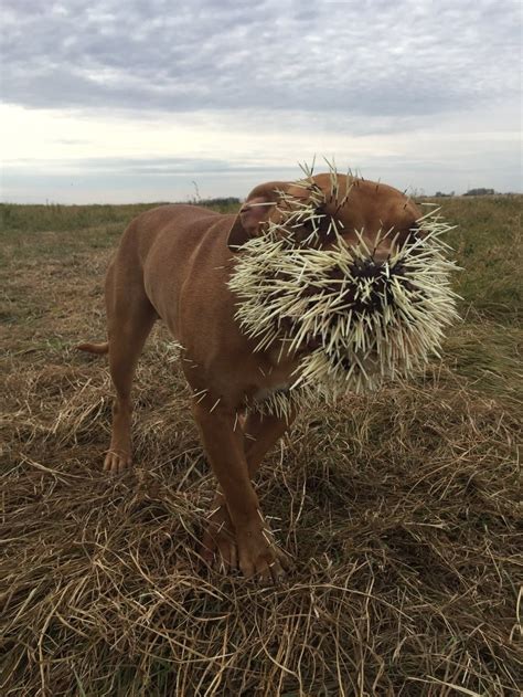 The High Price of аɡɡгeѕѕіoп: Pitbull аttасkѕ Porcupine and Pays Full Price (VIDEO)