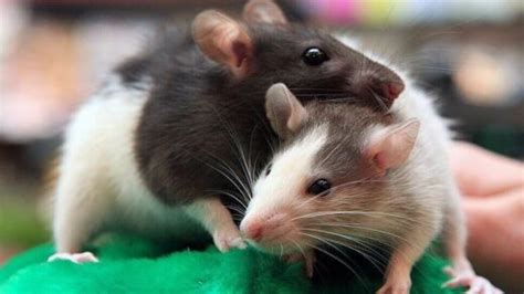 Rats as Pets: Better Than Their Reputation! | Pet Reader