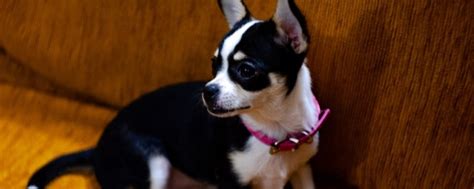 Border Collie Chihuahua Mixed Dog Breed Information (2022)