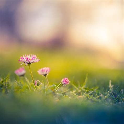 Premium Photo | Summer nature view of beautiful flowers with colorful meadow. natural summer ...