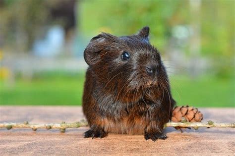 140+ Guinea Pig Names By Color For Any Cute Guinea Pig