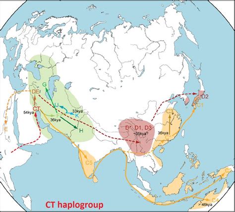 Genetic evidence for early modern human migration pathways. | Ancient ...