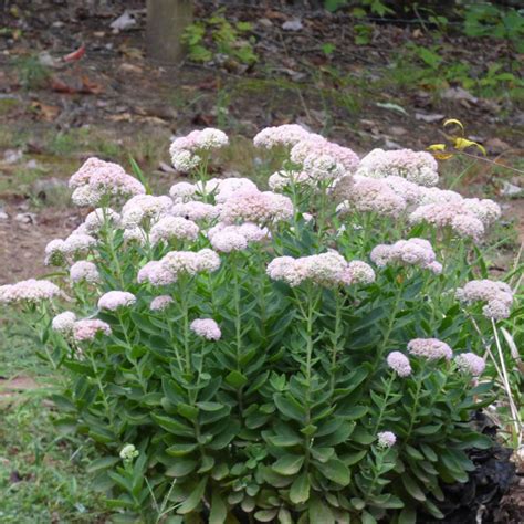 Pin on Garden - Succulents