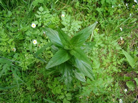 Leaves of Plants: Willowherb