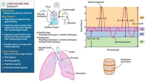 Physiology: Lung Volume and Capacity | ditki medical & biological sciences