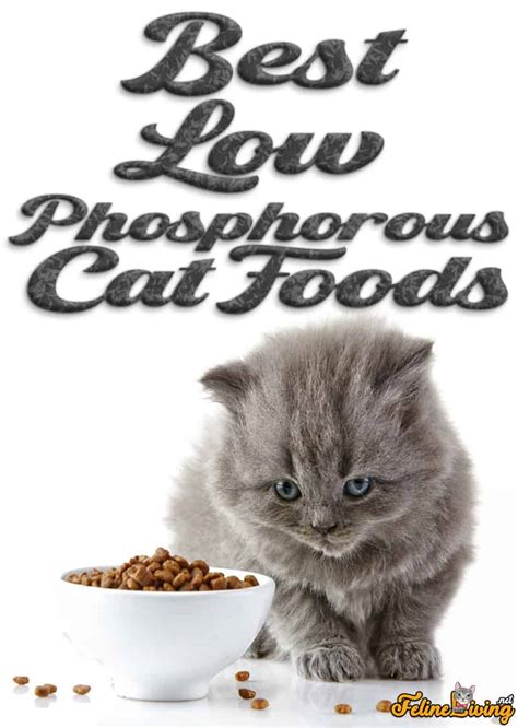 Low Phosphorus Dry Cat Food Non Prescription - RONGEG