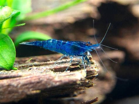 Detailed Guide : Blue Velvet Shrimp – Care, Diet, Lifespan, Breeding ...