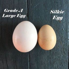 Silkie Chicken Breed - Guide to Eggs, Colours & Buying