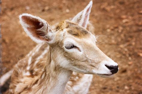 Close-up of Young Deer Head Stock Image - Image of fawn, wild: 95714831