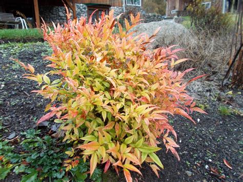 Photo of the entire plant of Heavenly Bamboo (Nandina domestica 'Moon ...