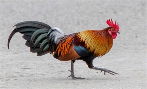 Red Junglefowl – birdfinding.info