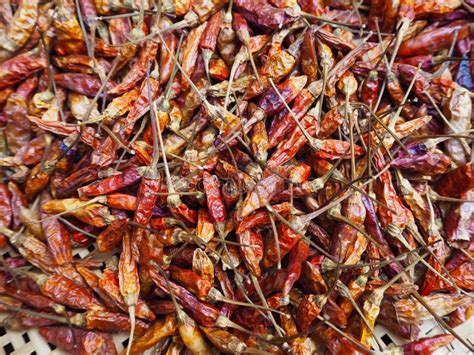 Dried chillies stock image. Image of thai, chillies, dried - 69961723