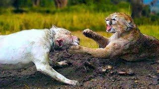 Best of dogo argentino-vs-puma-pelea - Free Watch Download - Todaypk