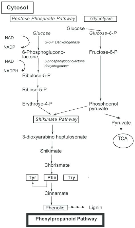 Biosynthesis of phenol compounds in the pentose phosphate, shikimate... | Download Scientific ...