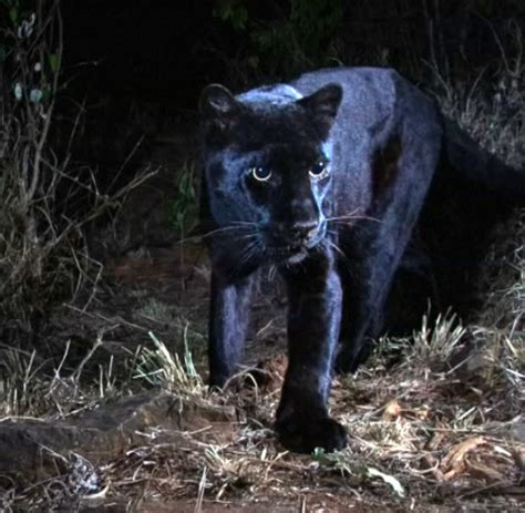 Safari in Namibia: Ein Sechser im Leoparden-Lotto - WELT