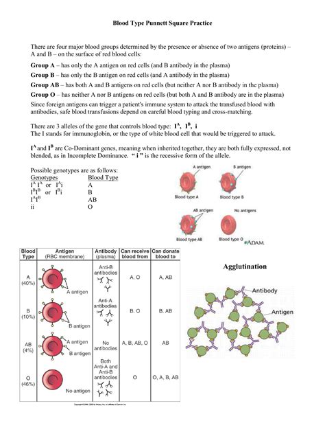 Blood Type Punnett Square Worksheet