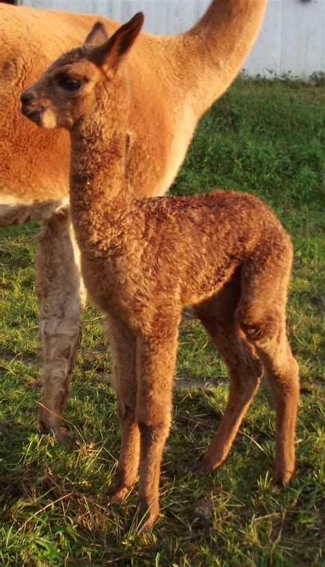 First Fall Alpaca Cria