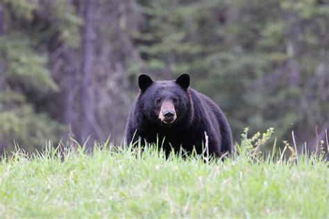 Black Bear Population by State - A-Z Animals