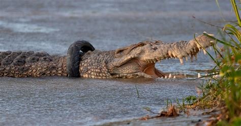 Crocodile with tire around its neck for six years finally freed in Indonesia