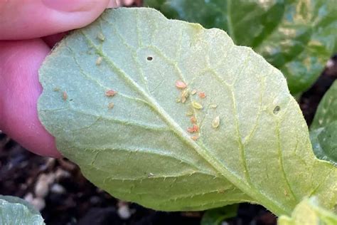 Aphids Damage To Plants