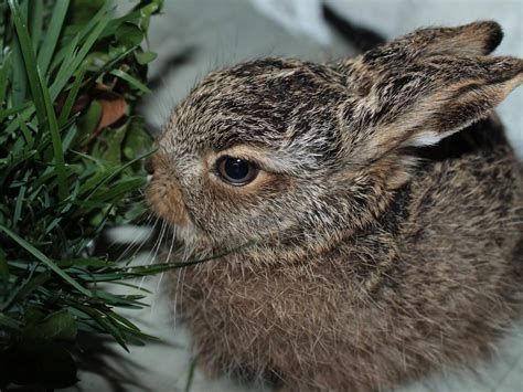 Baby rabbits and hares | HelpWildlife.co.uk