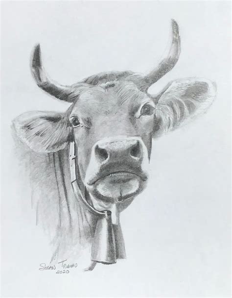 a pencil drawing of a cow with horns