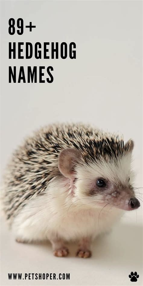 Hedgehog Names 89+ Best Ideas For Your Hedgie - PetShoper