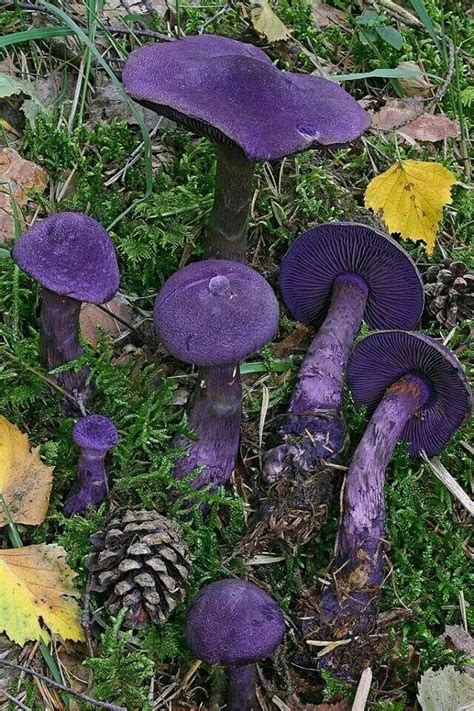 Purple mushrooms | Stuffed mushrooms, Fungi, Plants