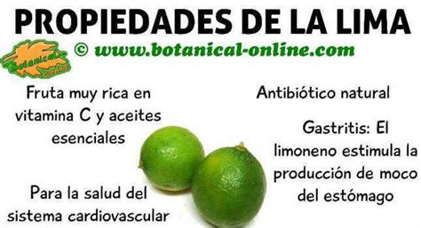 Propiedades de la lima – Botanical-online