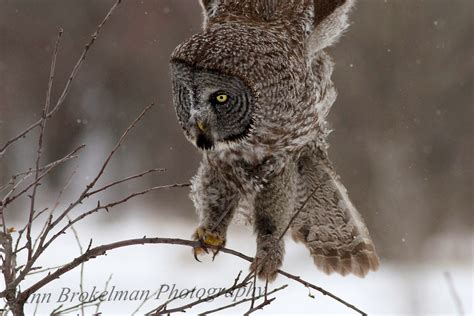 Ann Brokelman Photography: Great Gray Owl - the ultimate owl. Jan 18 2014