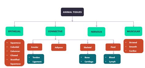 Tissue Type Flow Chart