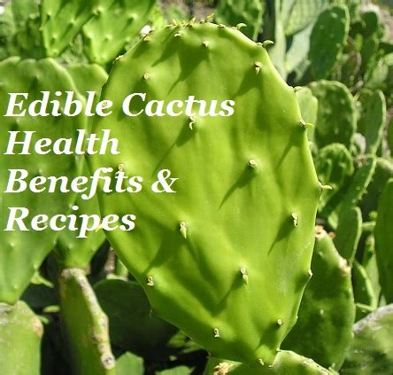 Edible Cactus Health Benefits & Recipes - The Prepared Page » The ...