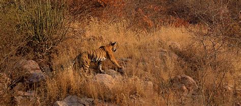 Ranthambore Safari Zones - Ranthambore National Park Latest News & Blog