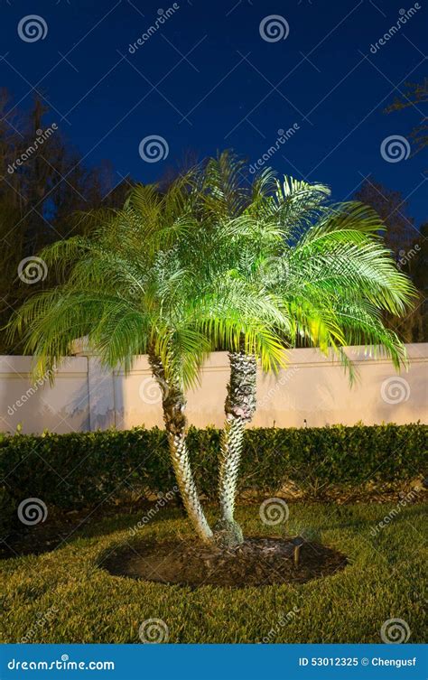 Night view of a palm tree stock image. Image of outdoor - 53012325