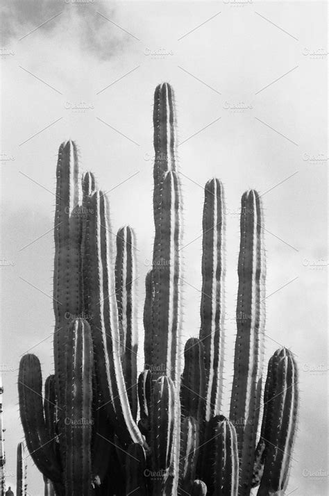 Cactus Black and White Photography | High-Quality Nature Stock Photos ...