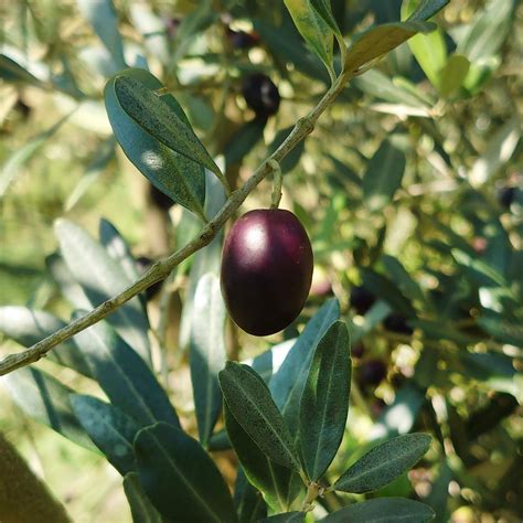 The Olive Harvest — Friends of Sabeel North America