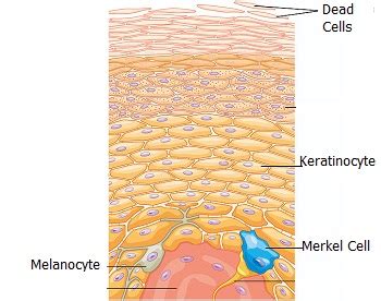 How often does the human skin regenerate itself? | Socratic