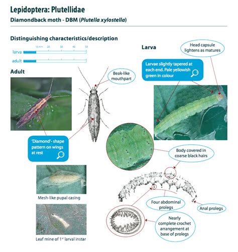 Diamondback moth characteristics – Cesar Australia