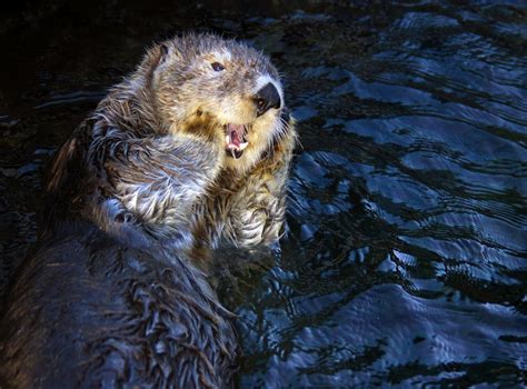 Science news in brief: From moving otters south to plants that hide ...