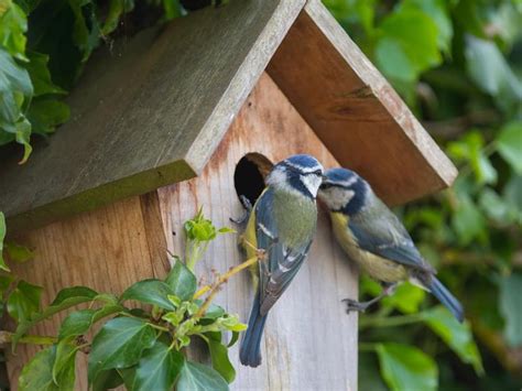 Blue Tit Nesting: A Complete Guide | Birdfact