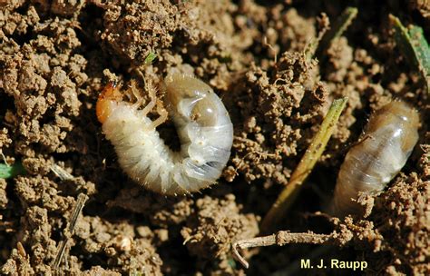 Midnight marauders: Asiatic garden beetles, Maladera castanea — Bug of ...